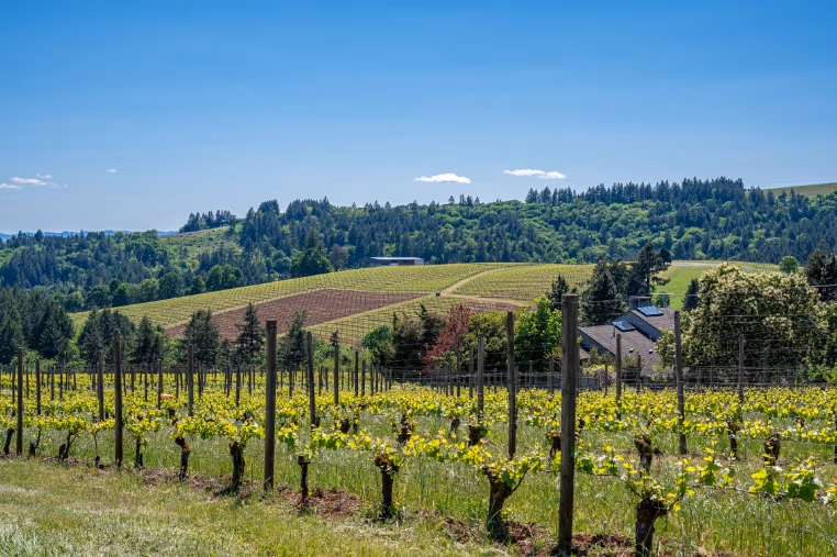 Wine country tour Oregon